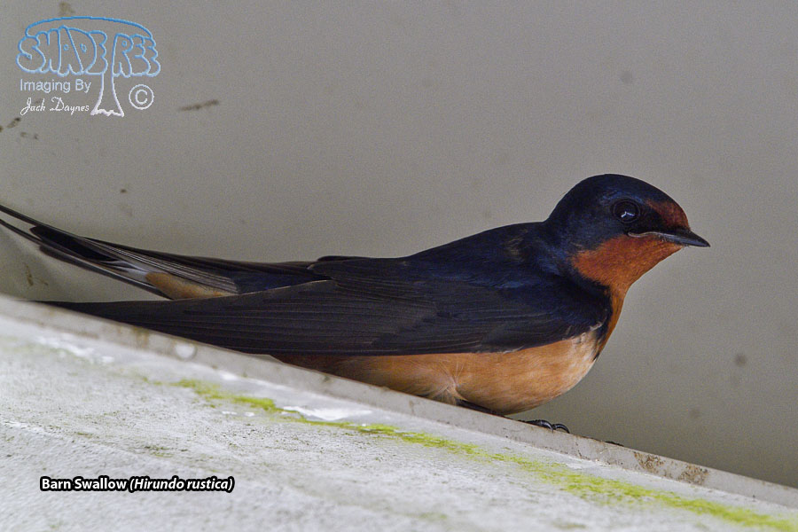 Barn Swallow - Hirundo rustica