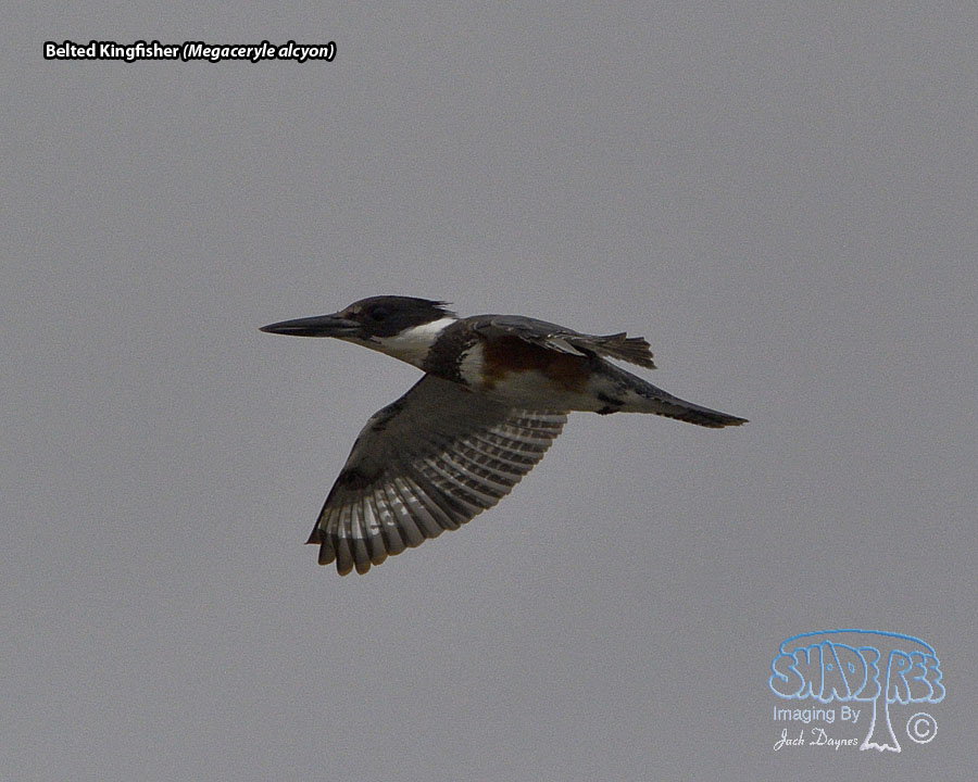 Belted Kingfisher - Megaceryle alcyon
