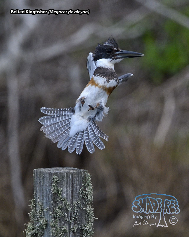 Belted Kingfisher - Megaceryle alcyon