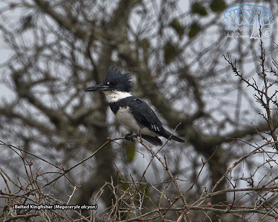 Belted Kingfisher - Megaceryle alcyon