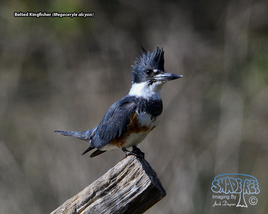 Belted Kingfisher - Megaceryle alcyon