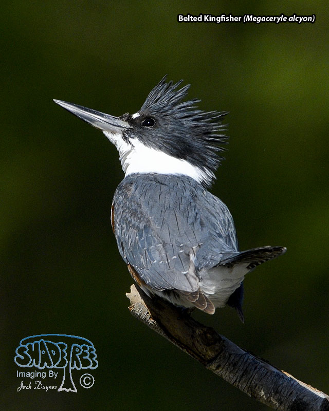 Belted Kingfisher - Megaceryle alcyon