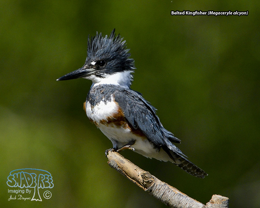 Belted Kingfisher - Megaceryle alcyon