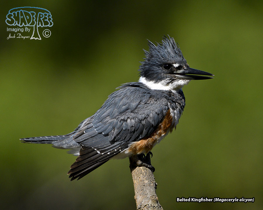 Belted Kingfisher - Megaceryle alcyon