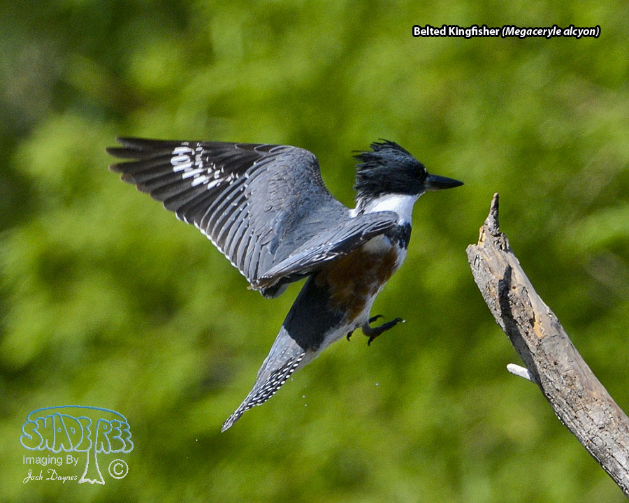 Belted Kingfisher - Megaceryle alcyon