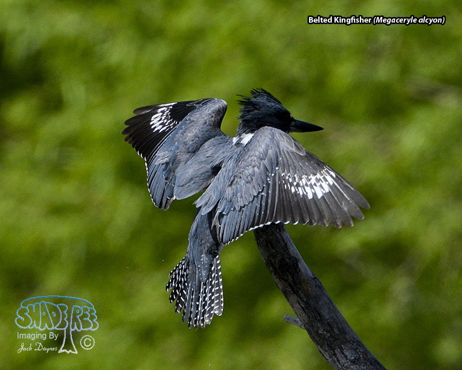 Belted Kingfisher - Megaceryle alcyon
