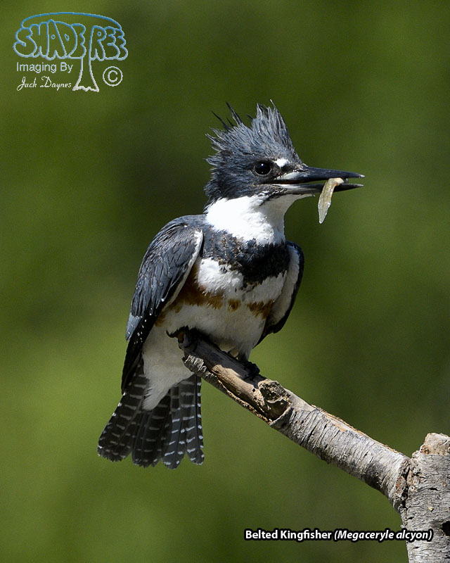 Belted Kingfisher - Megaceryle alcyon