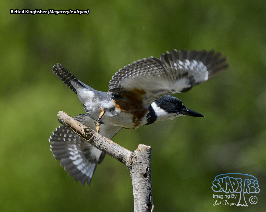 Belted Kingfisher - Megaceryle alcyon