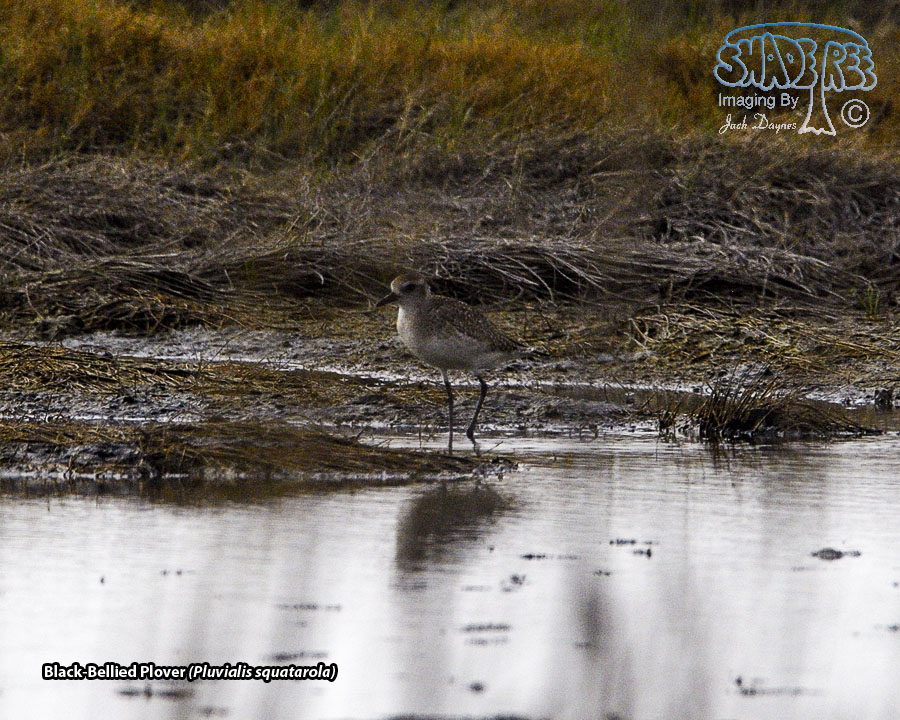 Black-Bellied Plover - Pluvialis squatarola