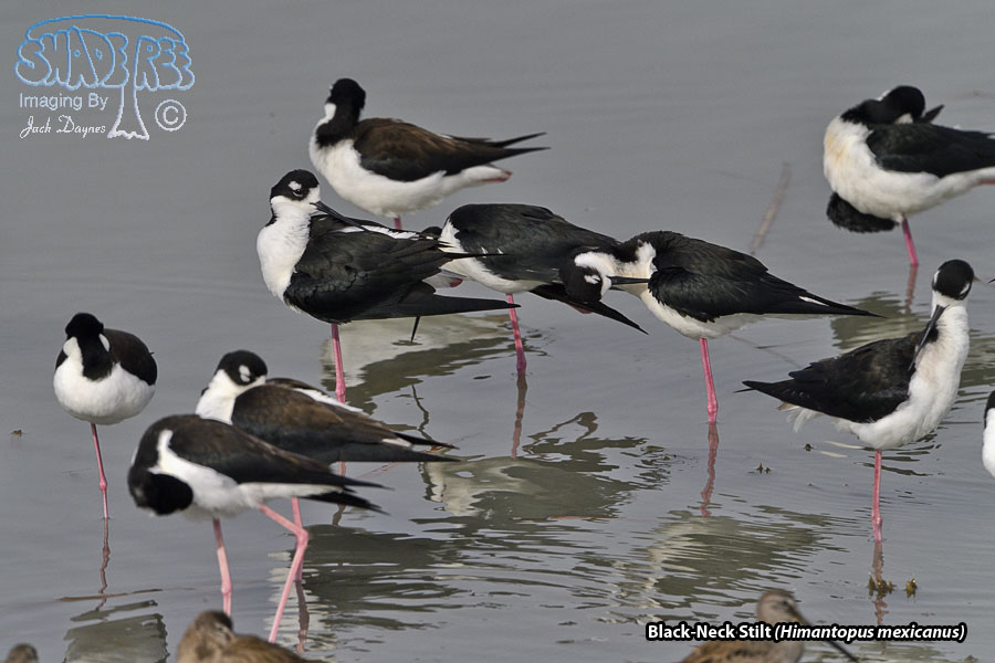 Black-Necked Stilt - Himantopus mexicanus