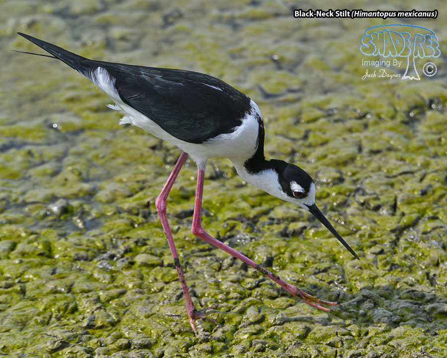 Black-Necked Stilt - Himantopus mexicanus