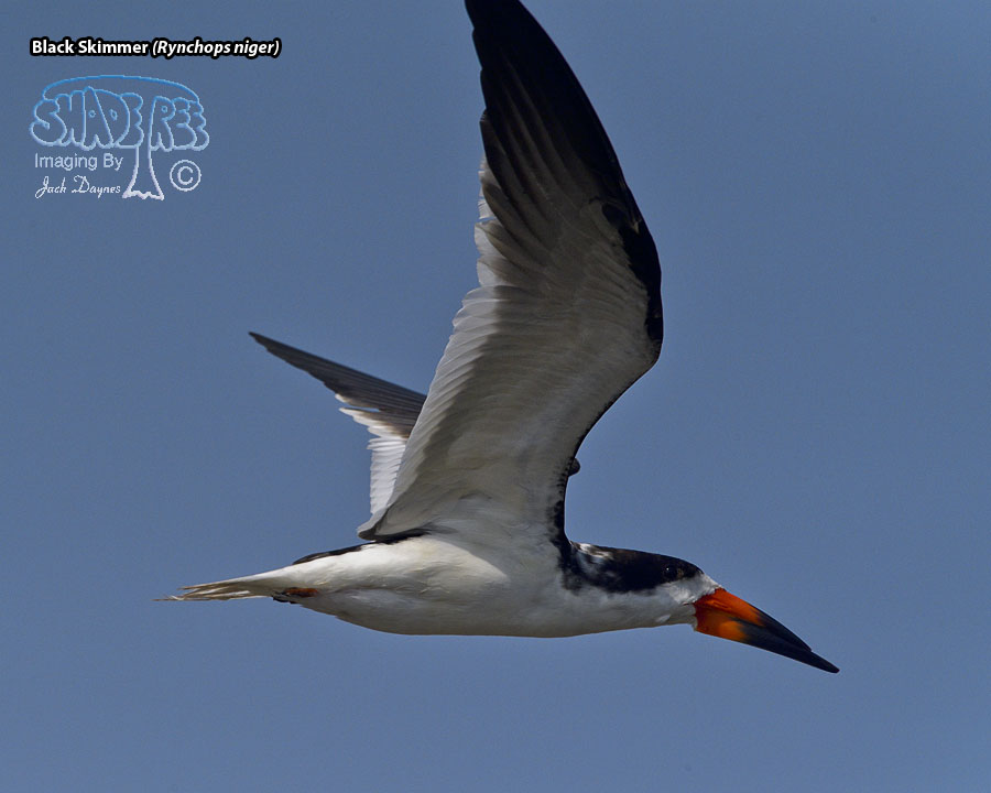 Black Skimmer - Rynchops niger