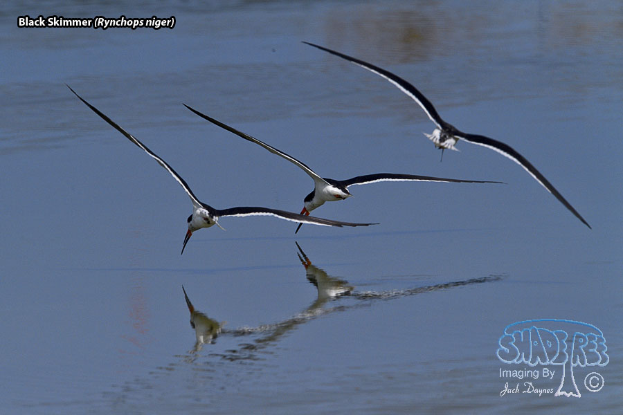 Black Skimmer - Rynchops niger