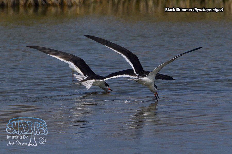 Black Skimmer - Rynchops niger