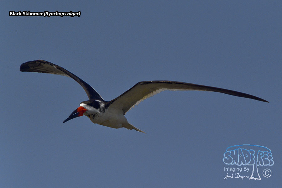 Black Skimmer - Rynchops niger