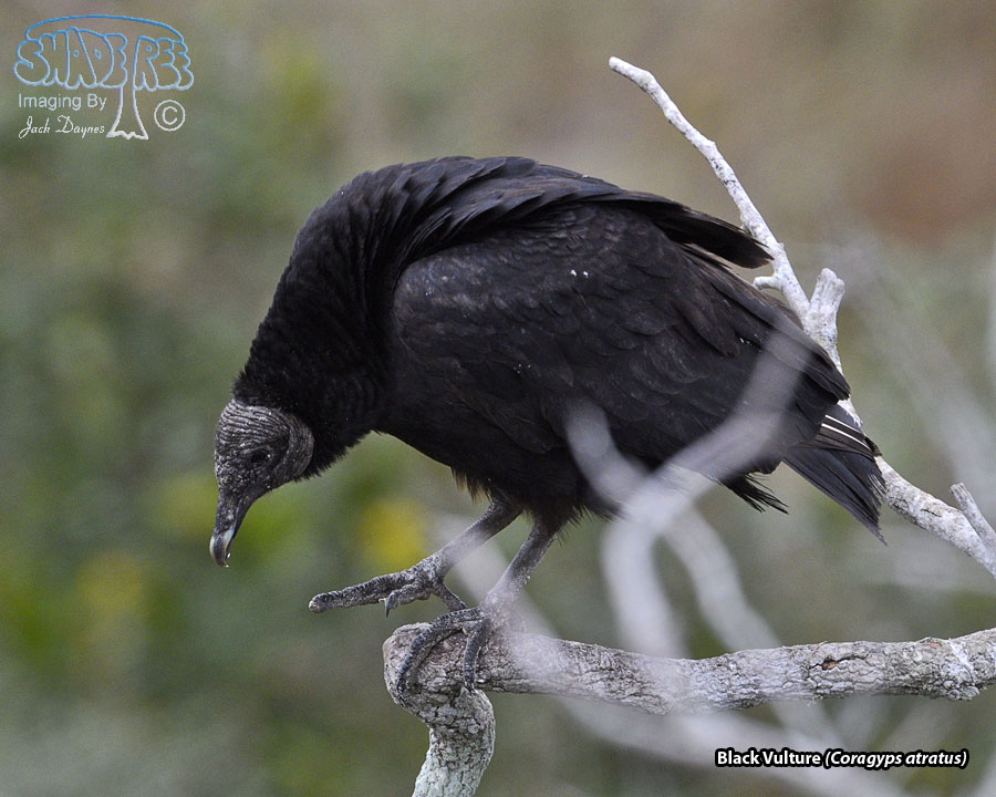 Black Vulture - Coragyps atratus