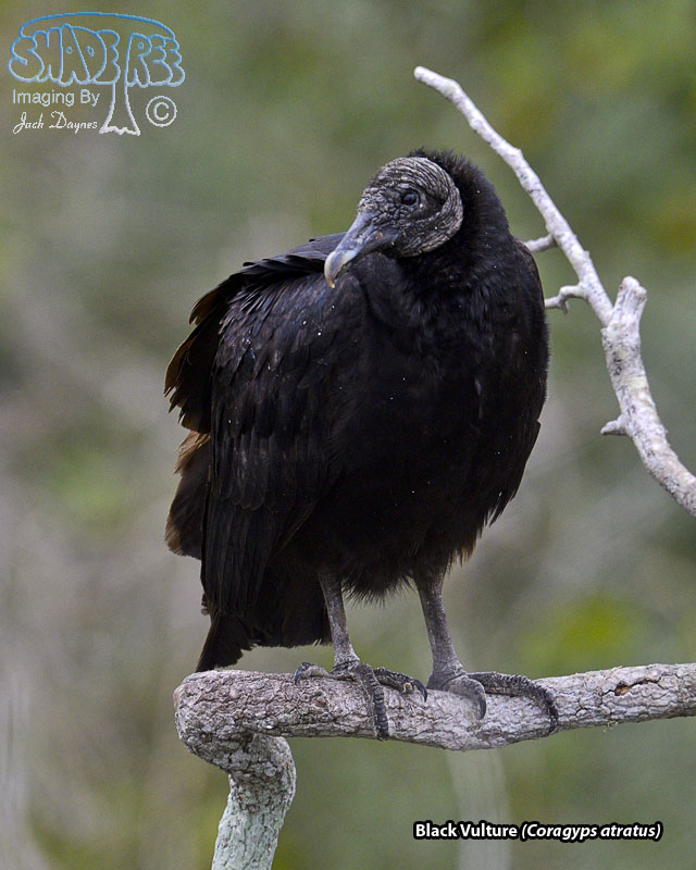 Black Vulture - Coragyps atratus