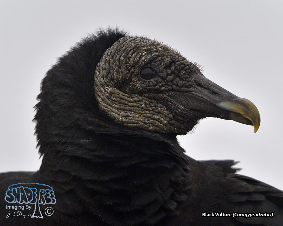 Black Vulture - Coragyps atratus