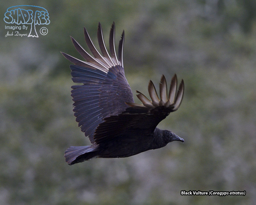 Black Vulture - Coragyps atratus