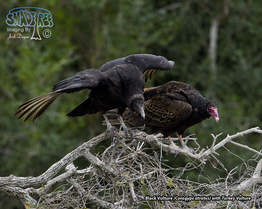 Black Vulture - Coragyps atratus
