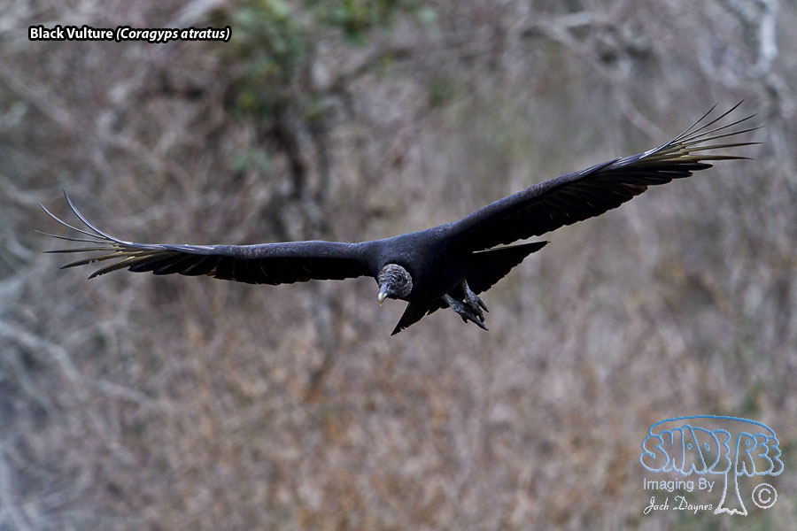 Black Vulture - Coragyps atratus