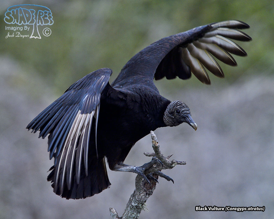 Black Vulture - Coragyps atratus