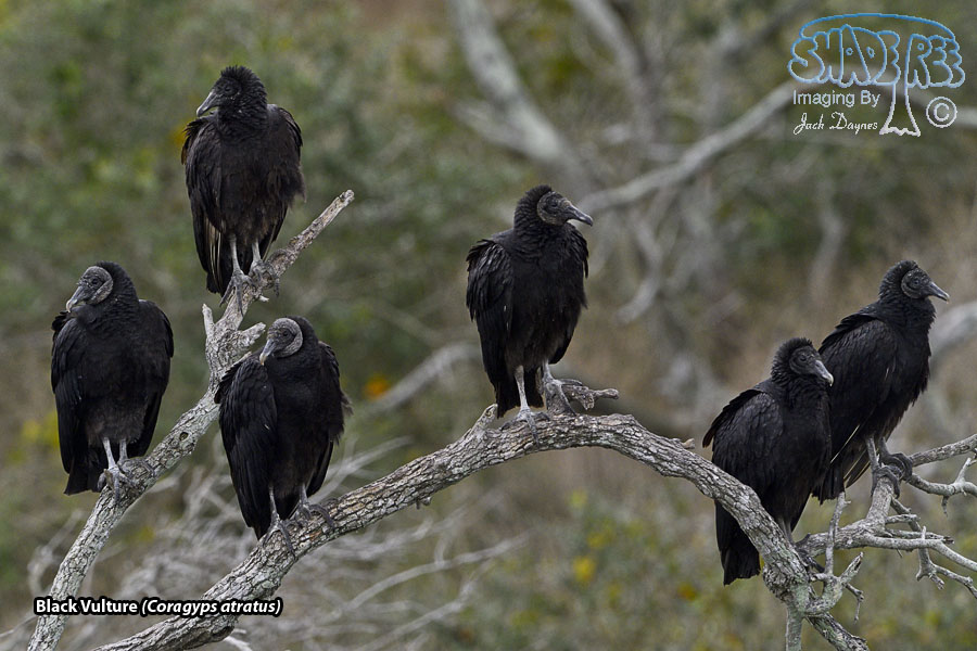 Black Vulture - Coragyps atratus