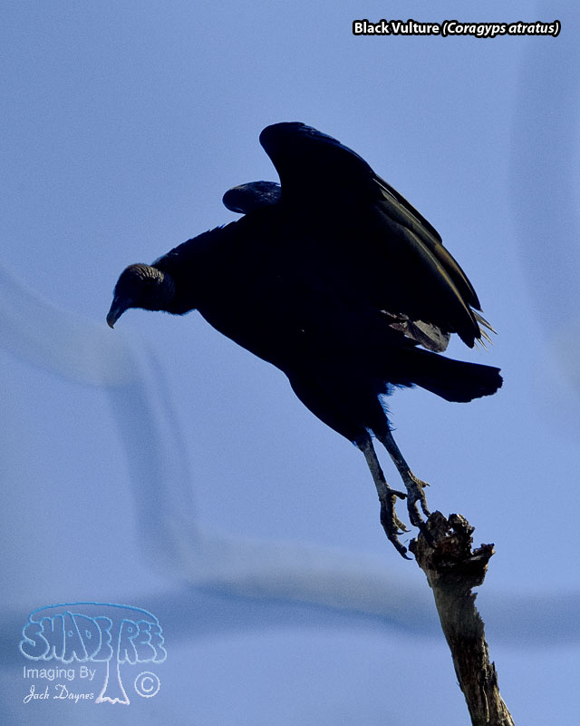 Black Vulture - Coragyps atratus