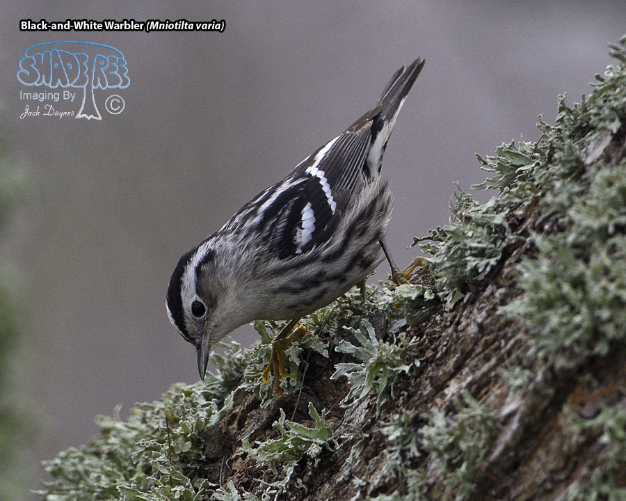 Black-and-White Warbler - Mniotilta varia
