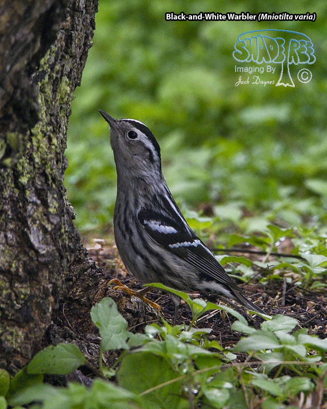 Black-and-White Warbler - Mniotilta varia