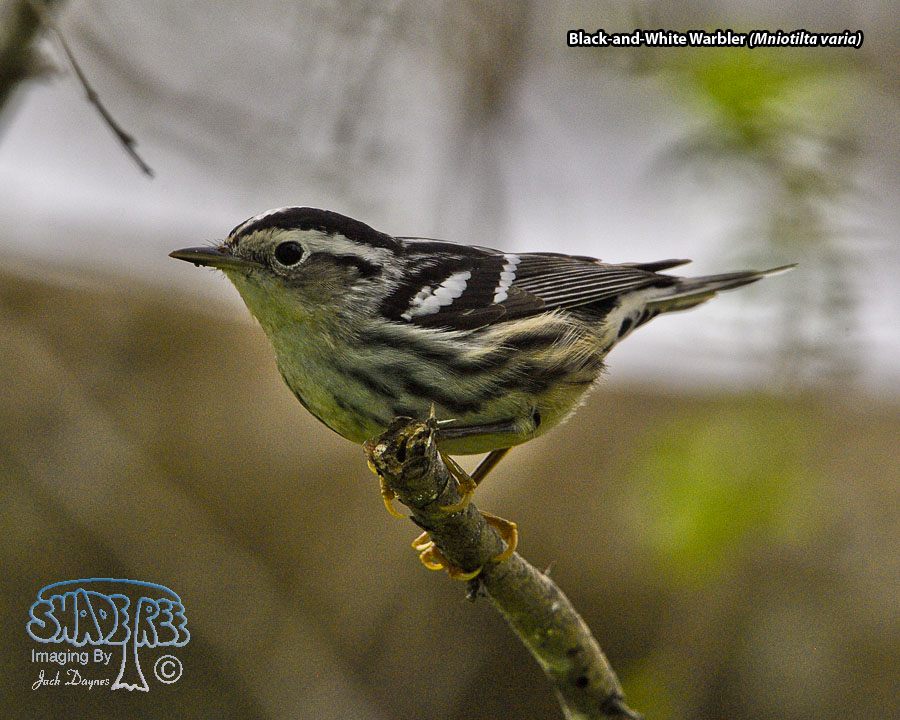 Black-and-White Warbler - Mniotilta varia