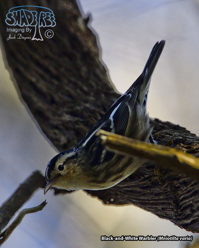 Black-and-White Warbler - Mniotilta varia