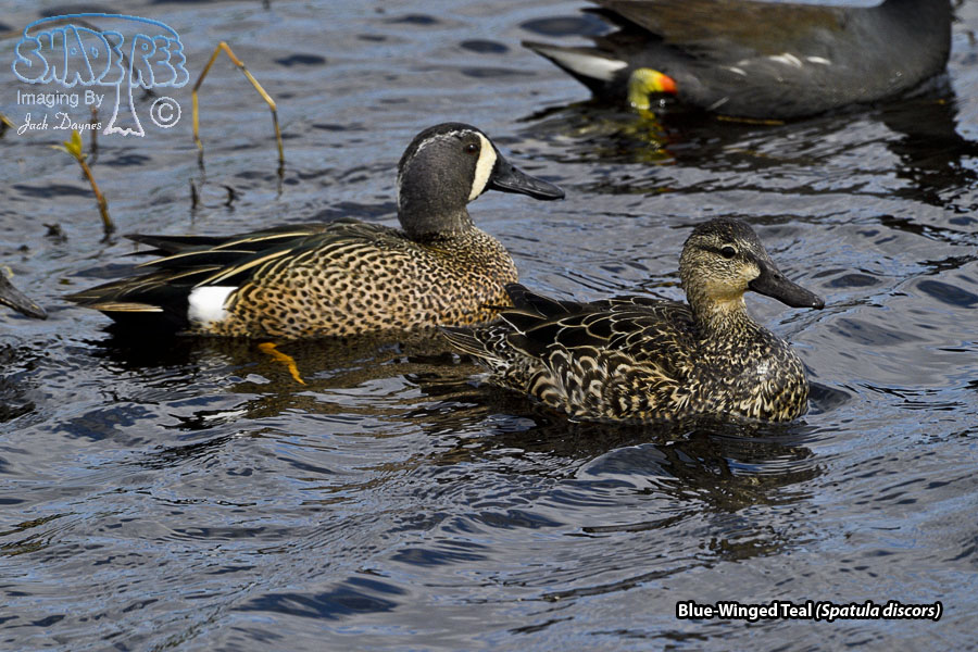 Blue-Winged Teal - Spatula discors