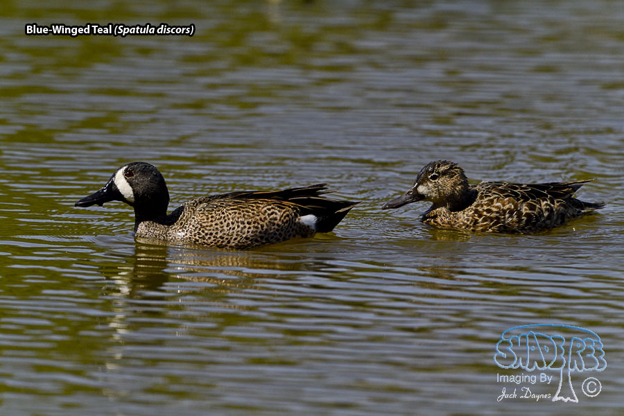 Blue-Winged Teal - Spatula discors