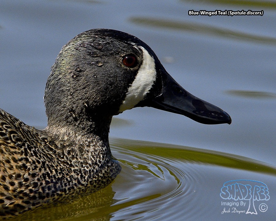 Blue-Winged Teal - Spatula discors