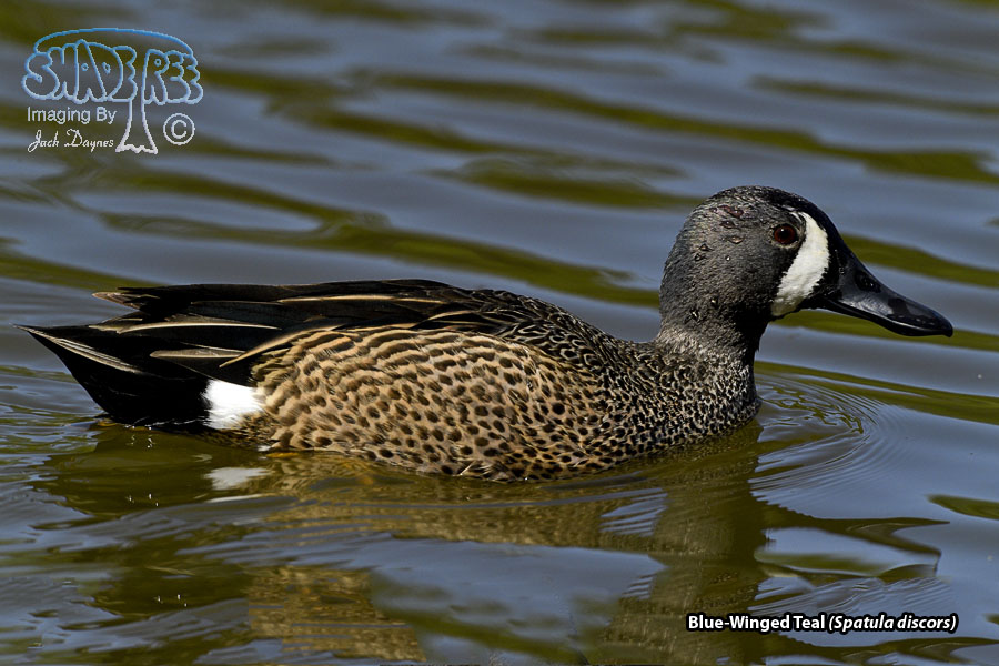 Blue-Winged Teal - Spatula discors