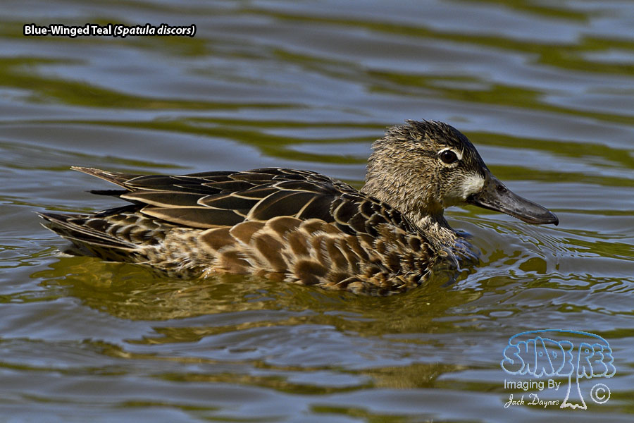Blue-Winged Teal - Spatula discors