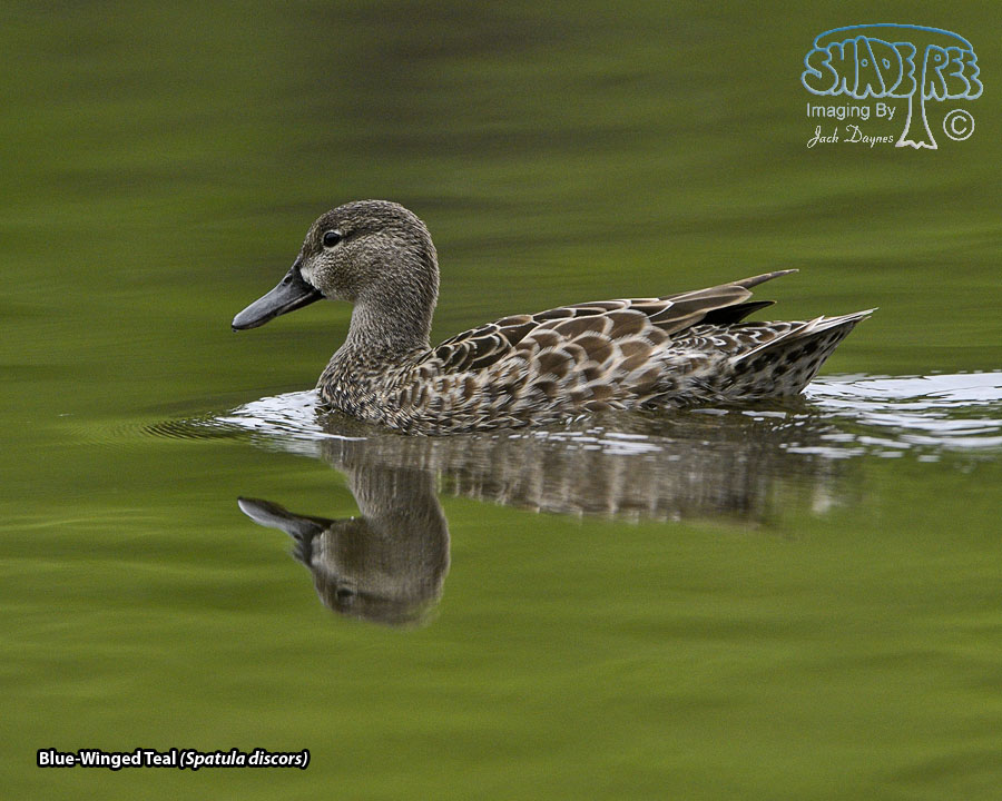 Blue-Winged Teal - Spatula discors