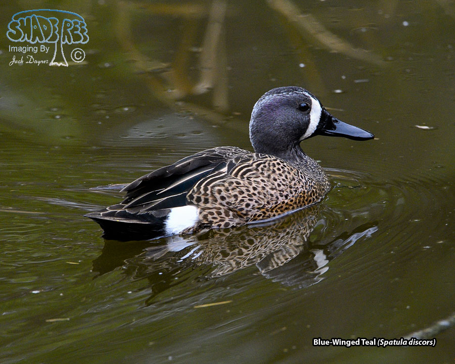Blue-Winged Teal - Spatula discors