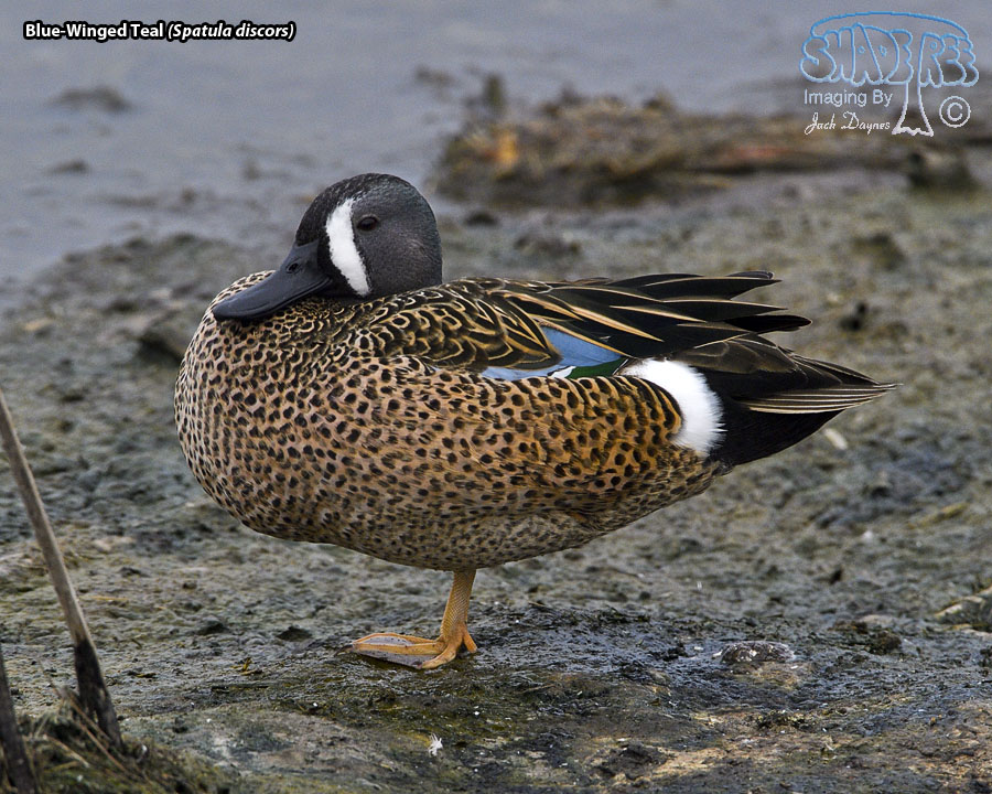 Blue-Winged Teal - Spatula discors