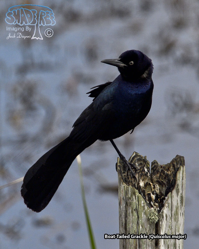 Boat-Tailed Grackle - Quiscalus major