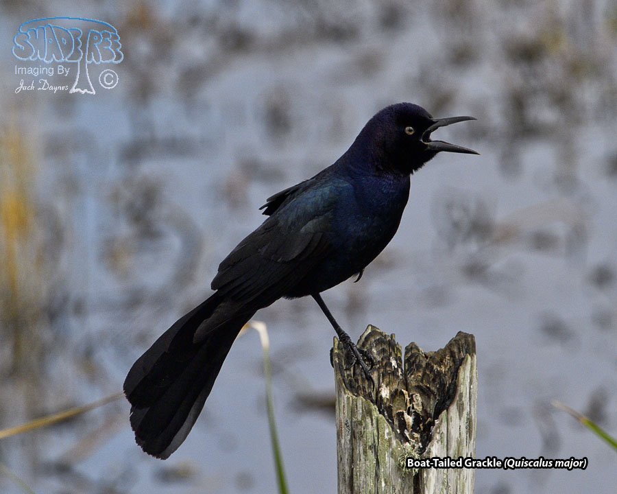 Boat-Tailed Grackle - Quiscalus major