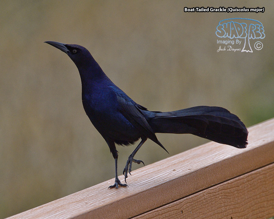 Boat-Tailed Grackle - Quiscalus major