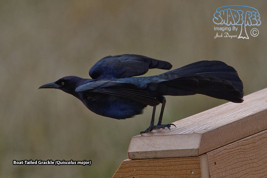 Boat-Tailed Grackle - Quiscalus major