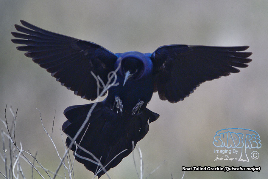 Boat-Tailed Grackle - Quiscalus major