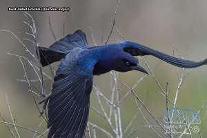 Memories of San Bernard NWR