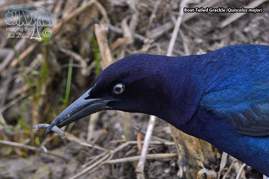 Boat-Tailed Grackle - Quiscalus major