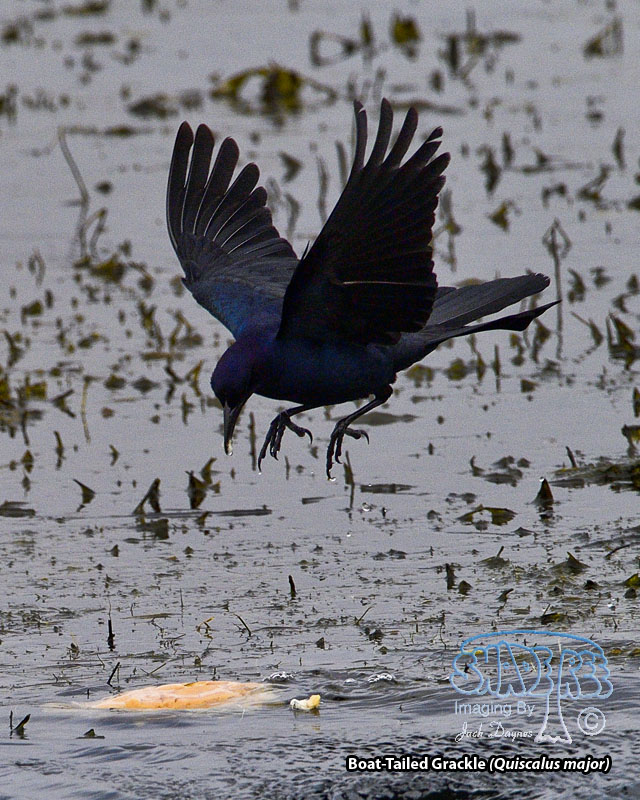 Boat-Tailed Grackle - Quiscalus major