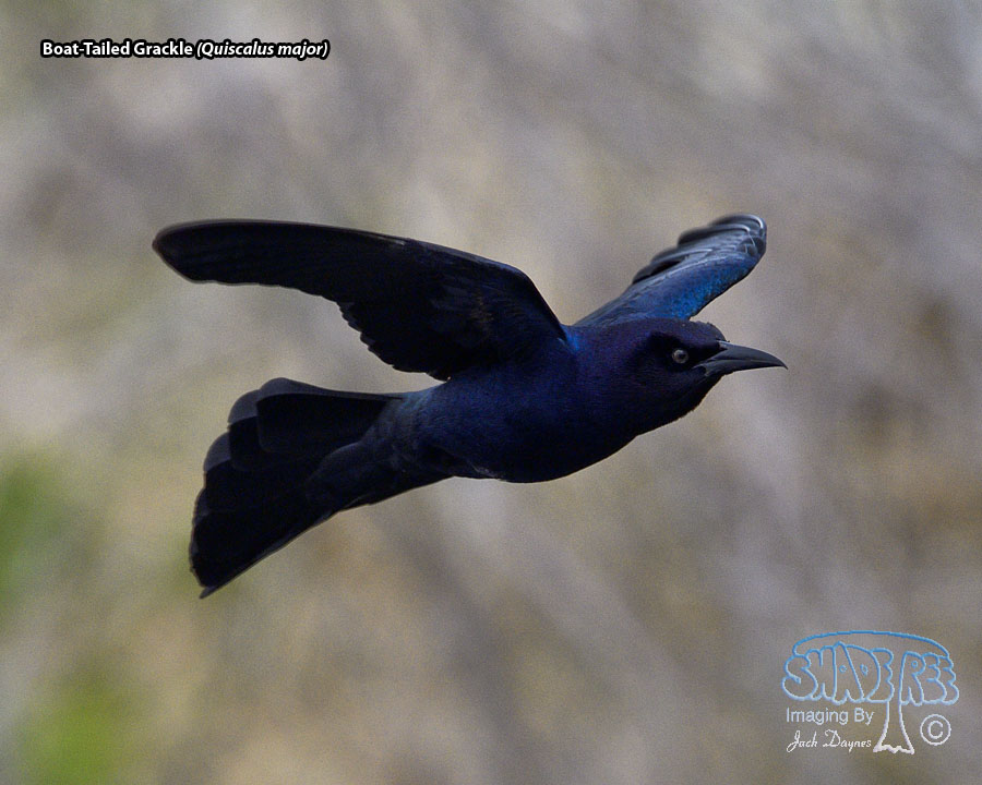 Boat-Tailed Grackle - Quiscalus major