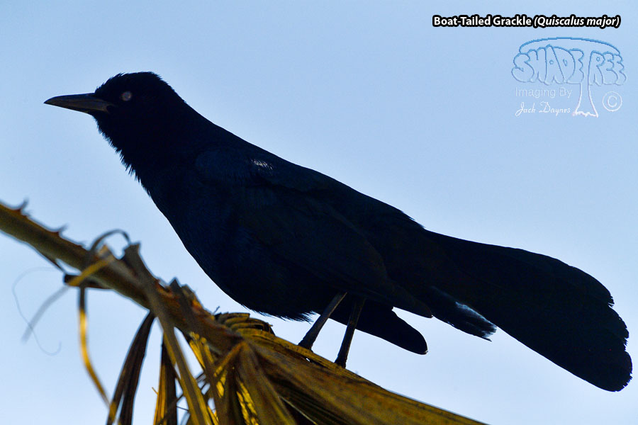 Boat-Tailed Grackle - Quiscalus major